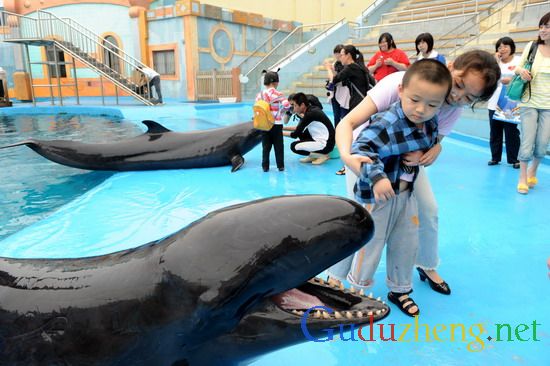 組圖：青島自閉癥患兒與偽虎鯨親密接觸