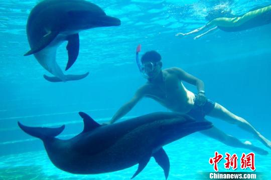 馴養師與“海豚醫生”暢游